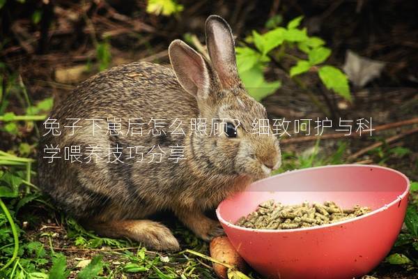 兔子下崽后怎么照顧？細致呵護與科學喂養技巧分享